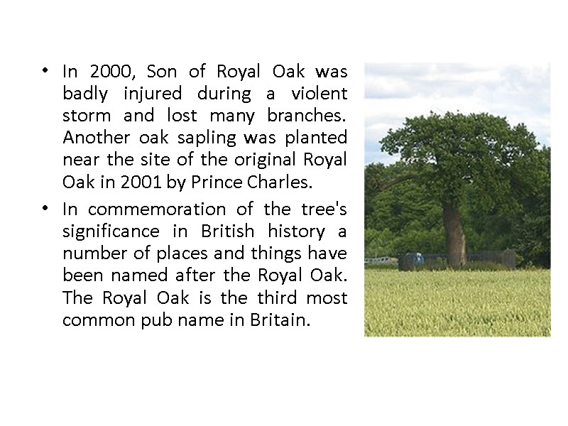 In 2000, Son of Royal Oak was badly injured during a violent storm and